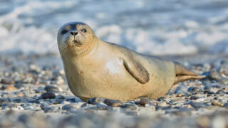 Bestand der Seehunde im Wattenmeer geht zurück