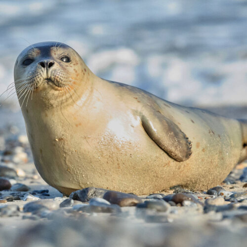 Bestand der Seehunde im Wattenmeer geht zurück