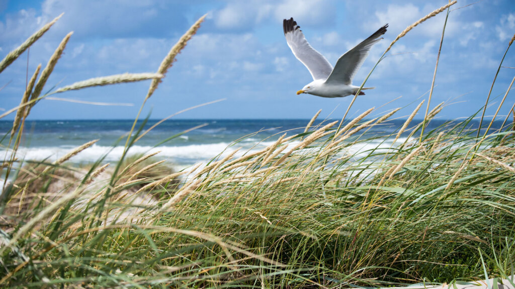 Möwe an der Nordseeküste