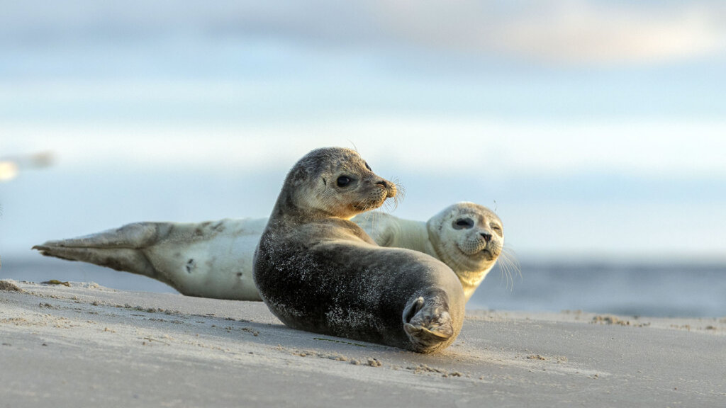 Robben ruhen entspannt auf einer Sandbank in der Nordsee, umgeben von Wasser bei Ebbe. Sie gehören zu den Bewohnern des Wattenmeers.