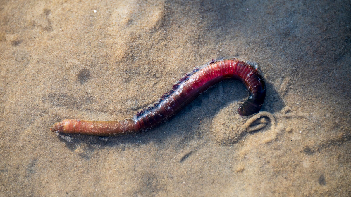 Wattwurm (Arenicola marina)