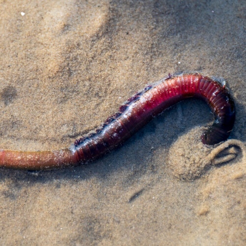 Wattwurm (Arenicola marina)