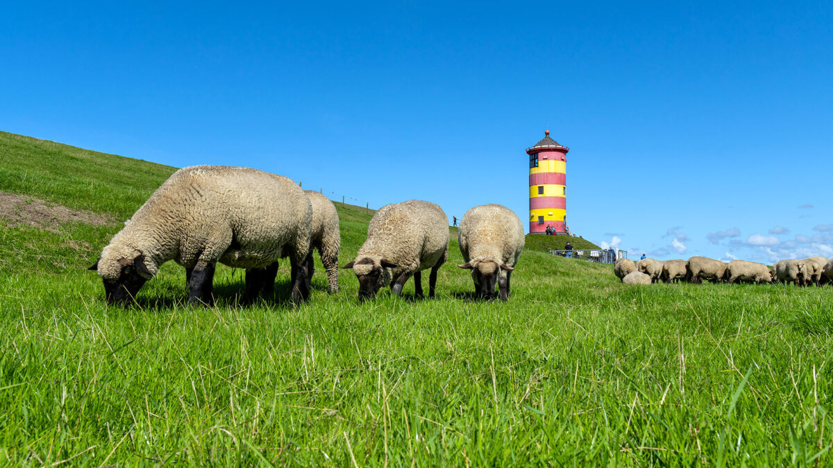 Deichschafe, Ostfriesland, Nordsee