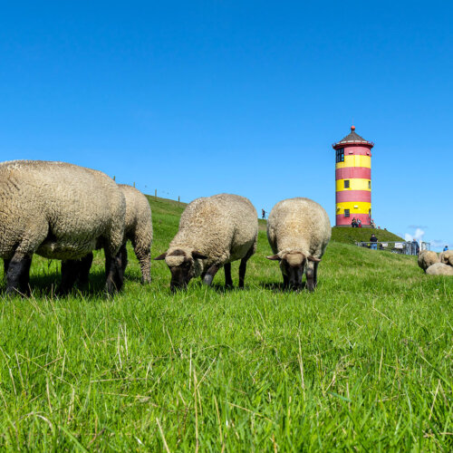 Deichschafe: Schutzwächter und Kultursymbole