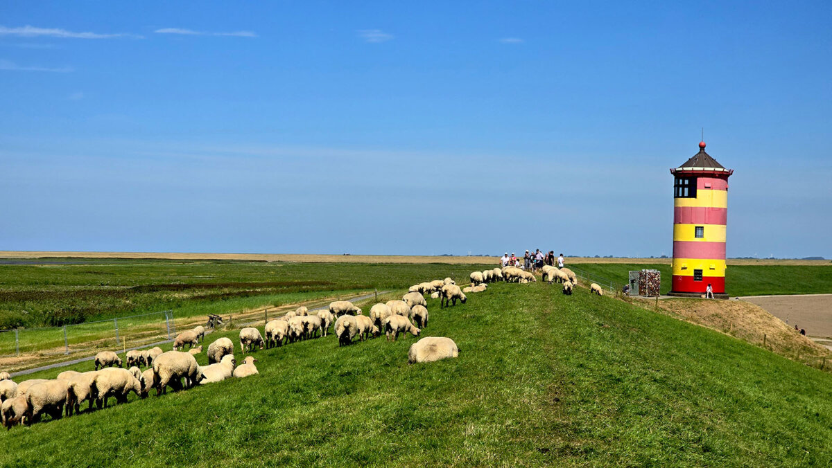 Deich: Ostfriesland Deichschafe am Leuchtturm Pilsum