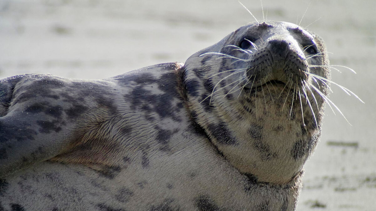 Kegelrobbe im Wattenmeer