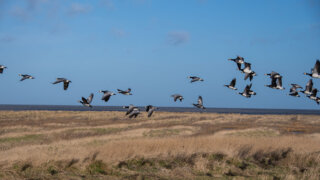 Vogelbeobachtung im Naturschutzgebiet Leyhörn