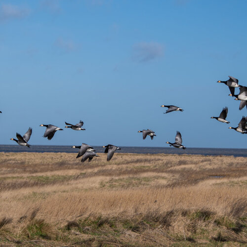 Vogelbeobachtung im Naturschutzgebiet Leyhörn