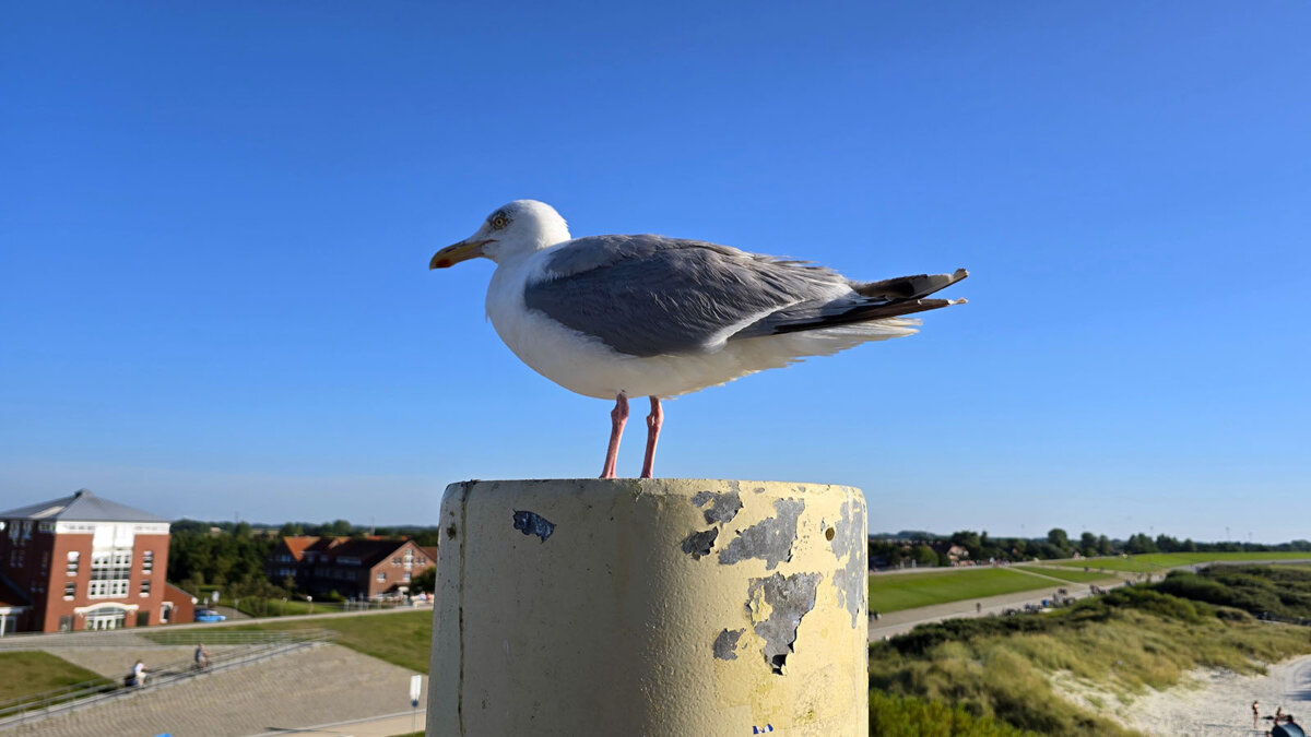 Möwen in Ostfriesland