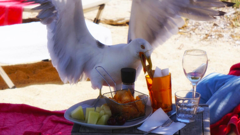 Verhalten bei räuberischen Möwen