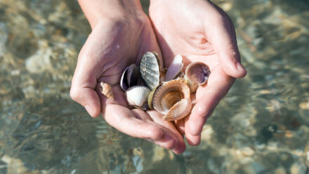 Muscheln sammeln an der Nordsee