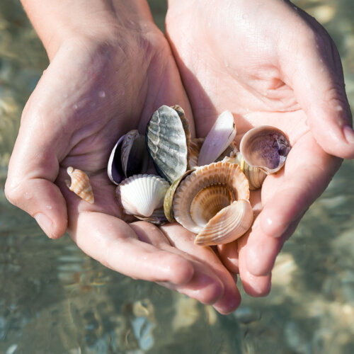 Muscheln sammeln an der Nordsee