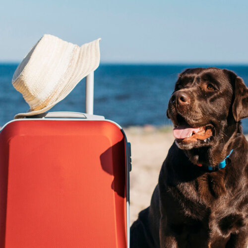 Urlaub mit Hund in Ostfriesland