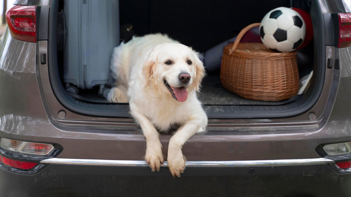 Urlaub mit Hund in Ostfriesland - Anreise